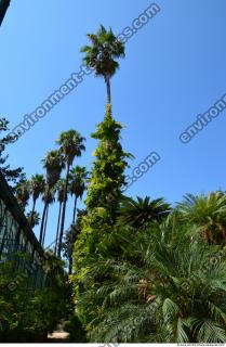 Photo Reference of Palm Tree 0003